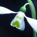Galanthus ‘Grumpy’: The Remarkable Snowdrop with a Face – Snowdrop Garden